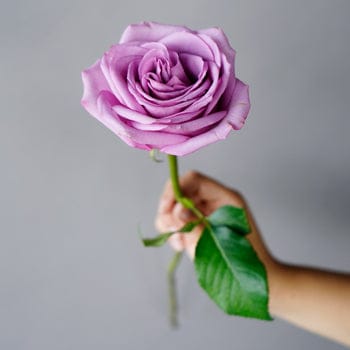 Purple Rain